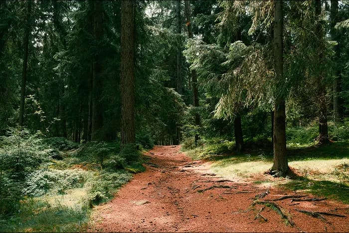 About Plantd– Growing a Greener Future Together