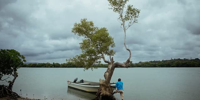 This is the sample image for the East African Mangroves Project of Plantd