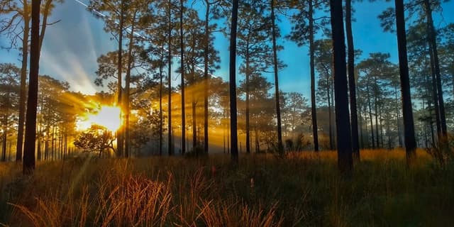 This is the sample image for the Longleaf Pine Reforestation Project of Plantd