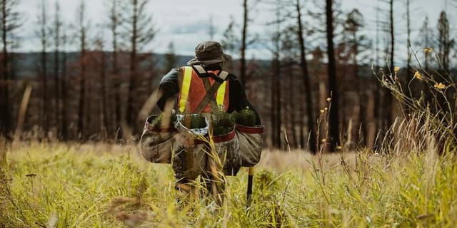 This is the sample image for the Natural Disaster Reforestation Project of Plantd