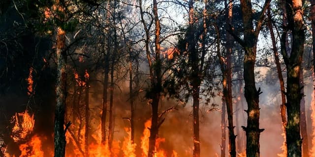 This is the sample image for the Rim Wildfire Restoration Project of Plantd