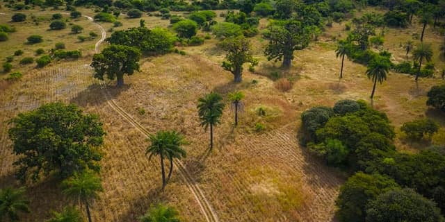 This is the sample image for the Senegal Farming & Reforestation Project of Plantd