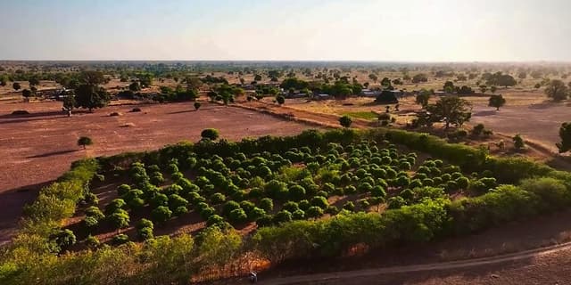 This is the sample image for the Senegal Agroforestry Project of Plantd