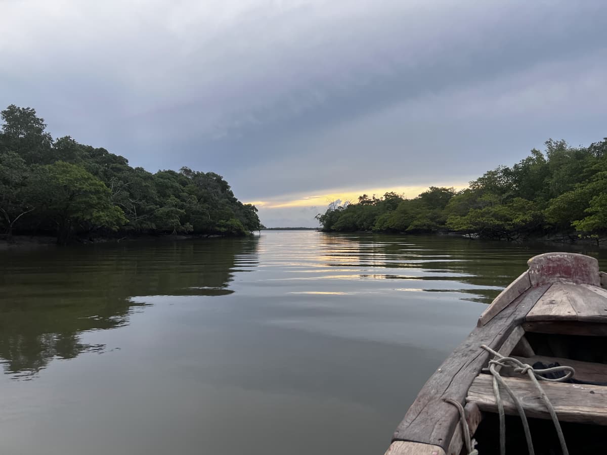 Brazil Mangrove Reforestation