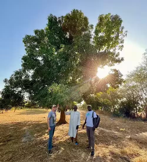 Agroforestry project with a mature tree in Senegal