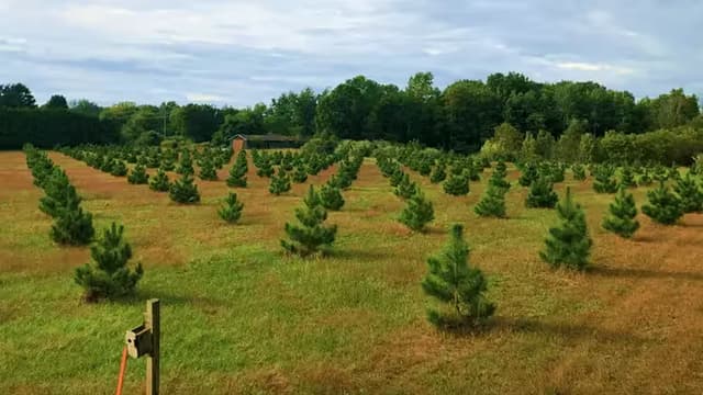 Rows of newly planted pine trees in a Michigan wildfire recovery site