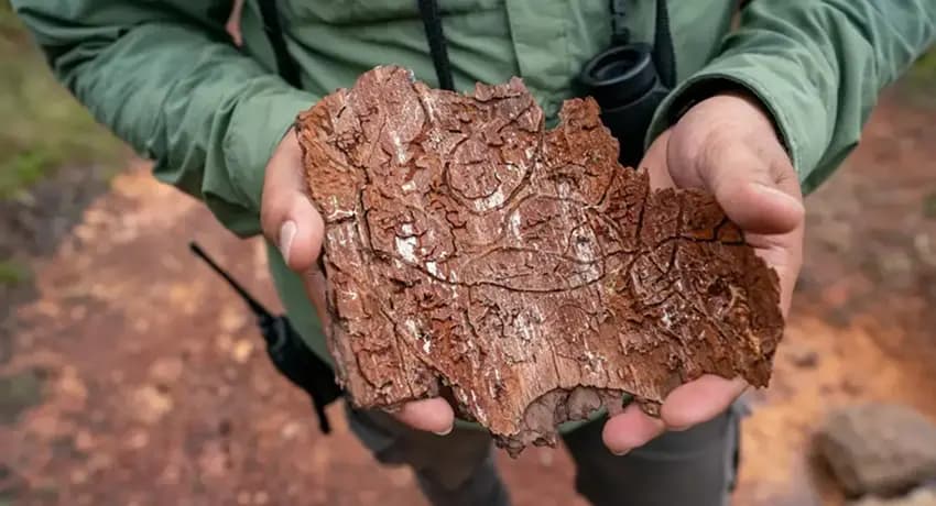 This is a gallery image